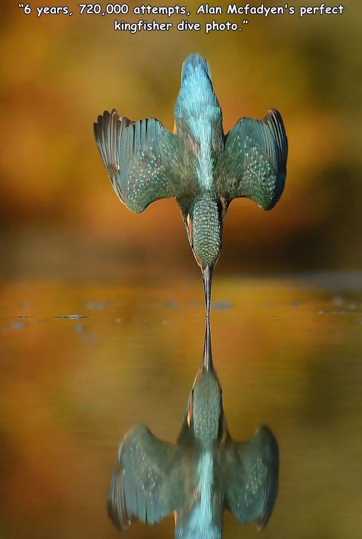 martin pecheur - "6 years, 720,000 attempts, Alan Mcfadyen's perfect kingfisher dive photo."