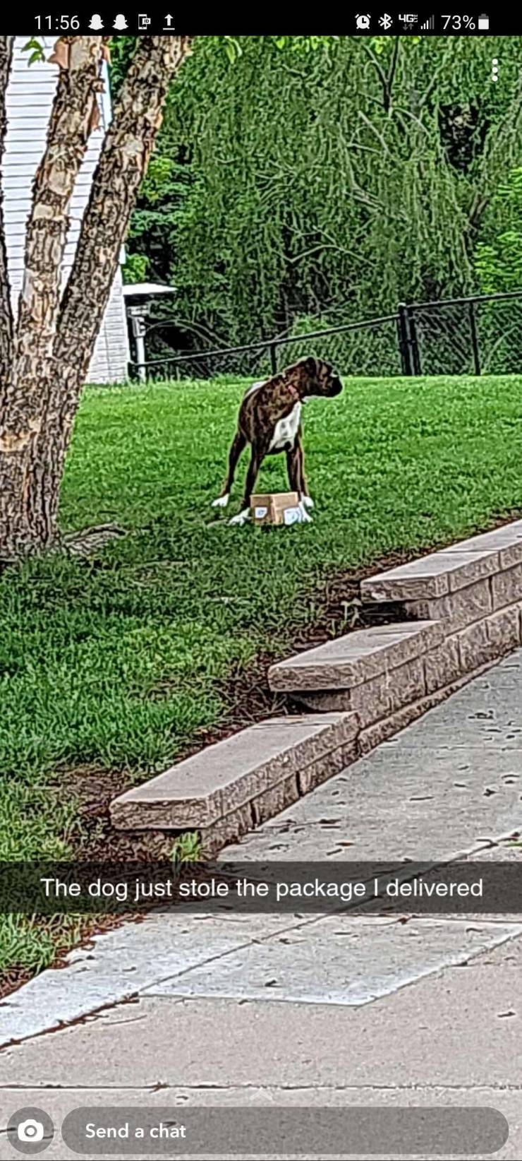 grass - Q 46.73% The dog just stole the package I delivered Send a chat