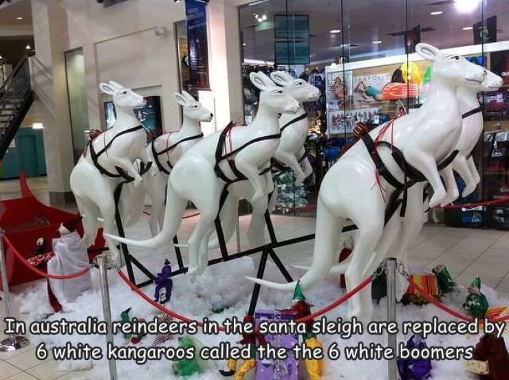 horse - In australia reindeers in the santa sleigh are replaced by 6 white kangaroos called the the 6 white boomers