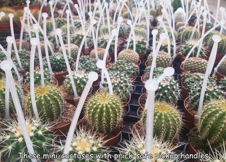 hedgehog cactus - These minicactuses with pricksafe pickup handles