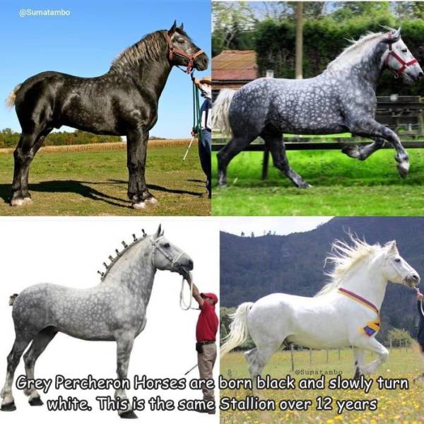 black horse turns white - Suma tumbo Grey Percheron Horses are born black and slowly turn white. This is the same Stallion over 12 years