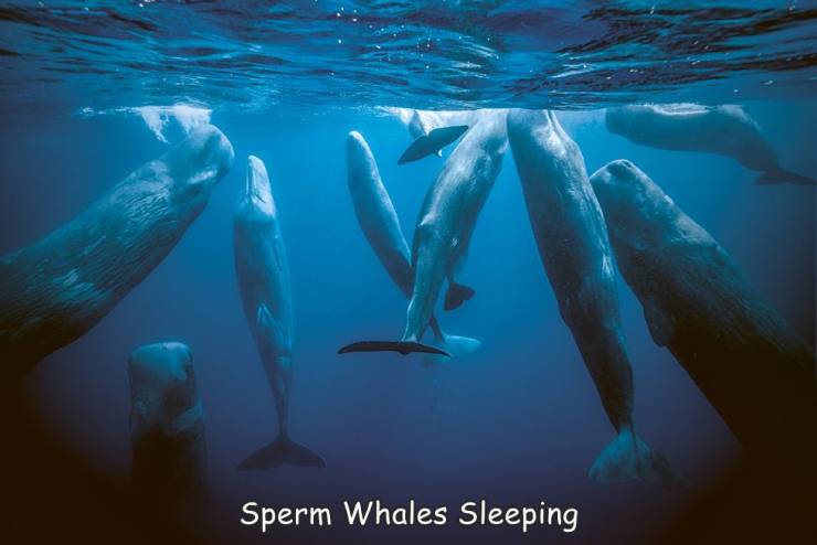 do whales sleep - Sperm Whales Sleeping
