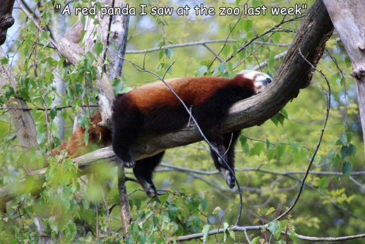funny pics - red panda - "A red panda I saw at the zoo last week"
