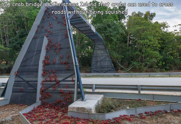 funny pics - A crab bridge on Christmas Island that crabs can used to cross roads without being squished