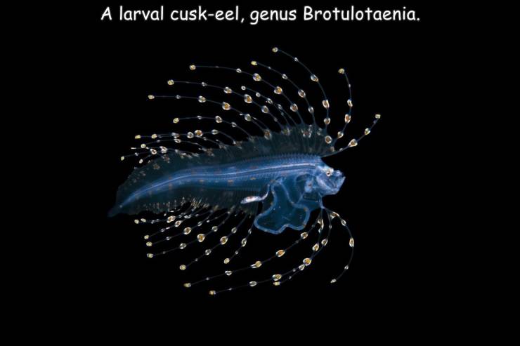 funny pics - marine biology - A larval cuskeel, genus Brotulotaenia. 3
