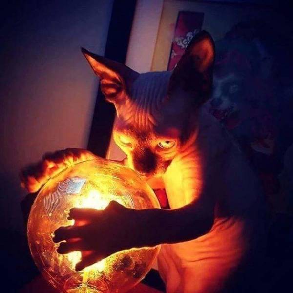 funny pics - cats and salt lamps