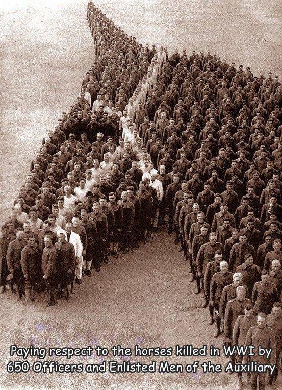 funny pics - ww1 horse tribute - Paying respect to the horses killed in Wwi by 650 Officers and Enlisted Men of the Auxiliary