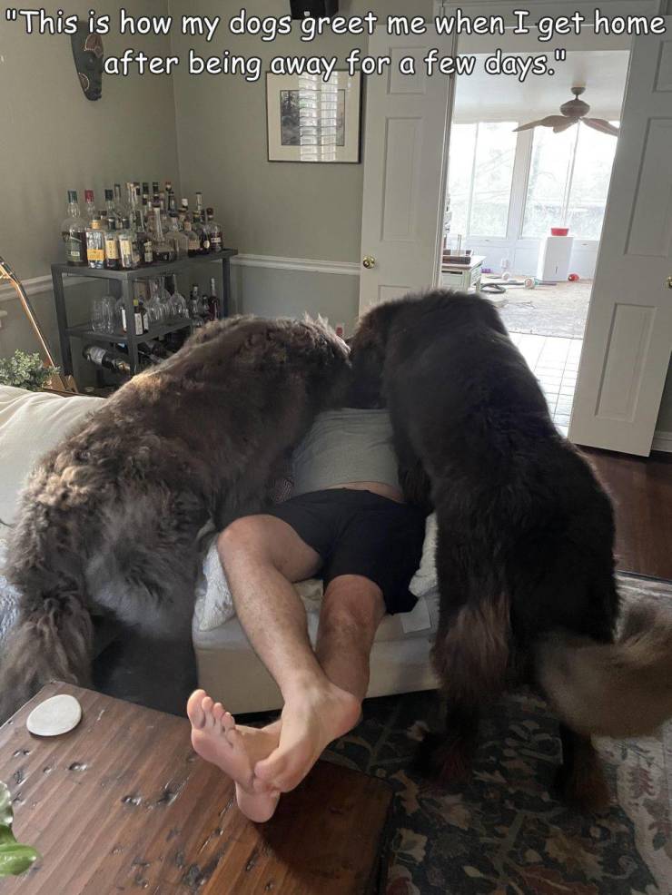 funny pics - dog - "This is how my dogs greet me when I get home after being away for a few days."