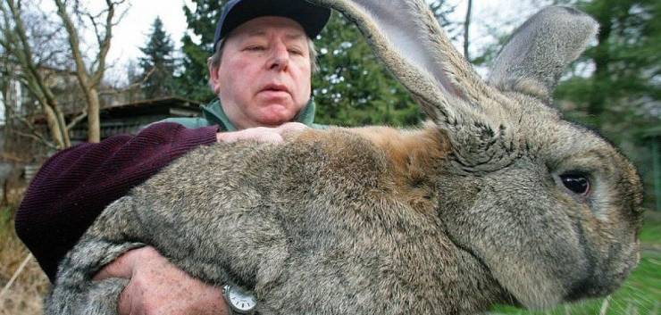 random pics and cool stuff - biggest rabbit in the world -