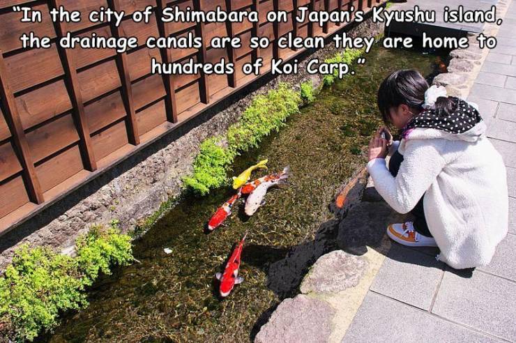 random pics and cool stuff - "In the city of Shimabara on Japan's Kyushu island, the drainage canals are so clean they are home to hundreds of Koi Carp.