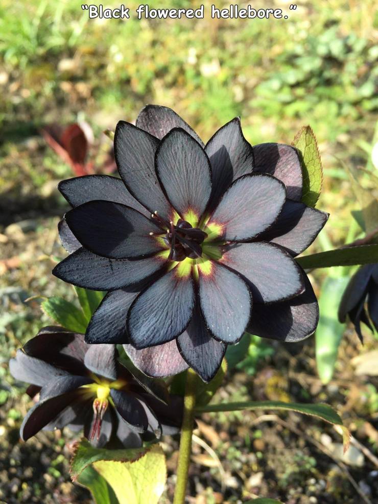 random pics and cool stuff - black lotus - "Black flowered hellebore."