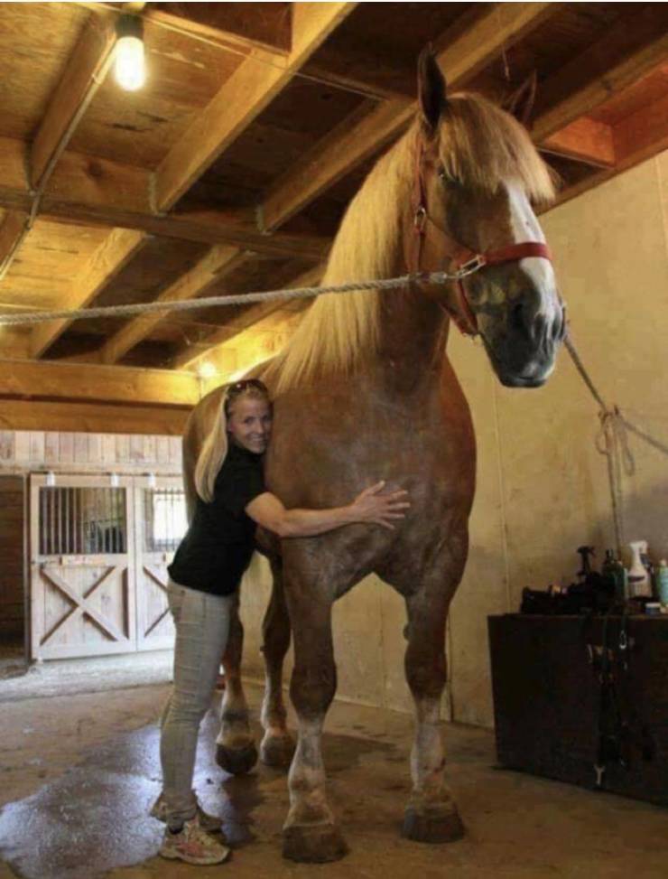 random pics and cool stuff - world's largest horse big jake