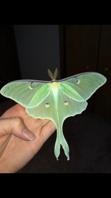 random pics and cool stuff - luna moth