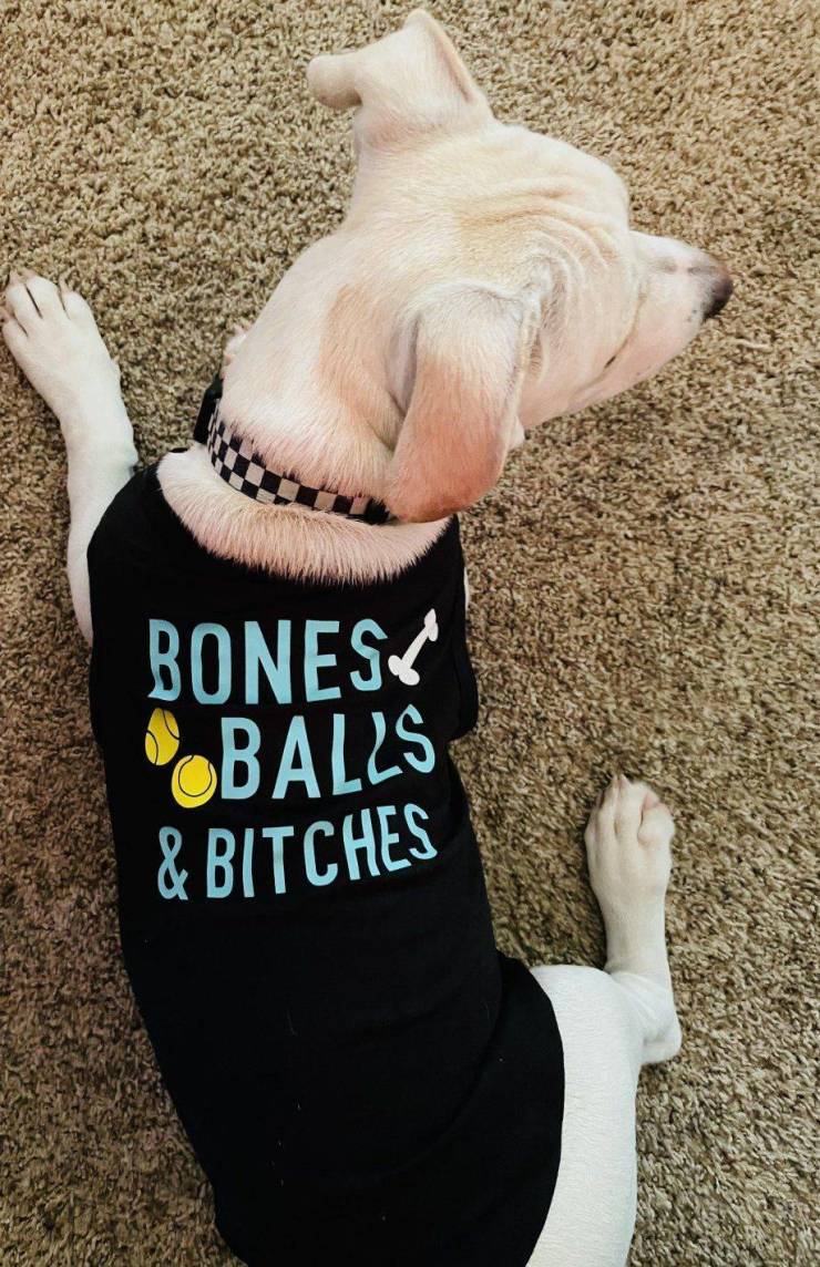 dog - Bones Balls &Bitches