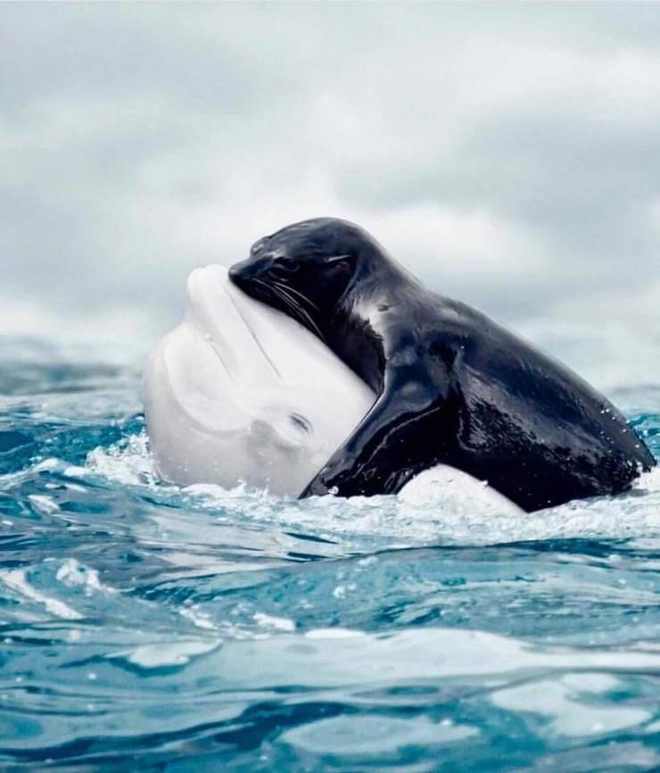 beluga whale and seal