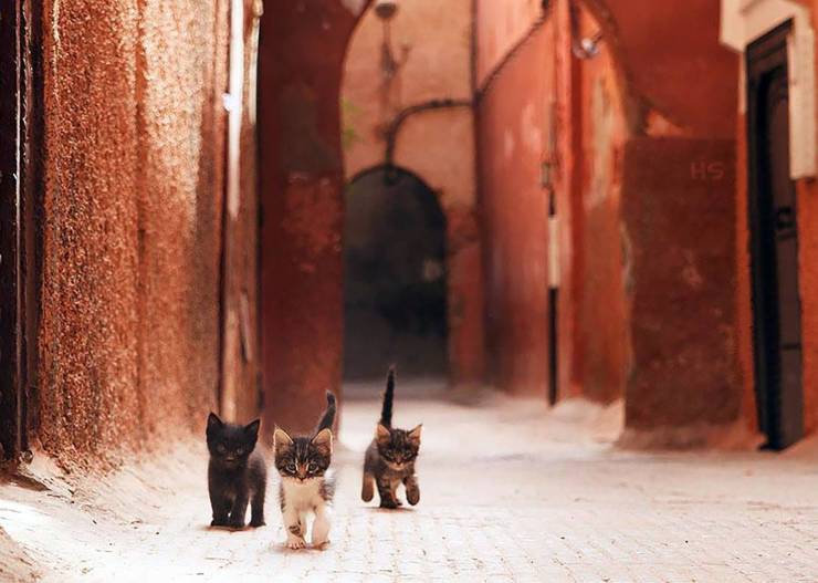 street cats marrakech - Hs