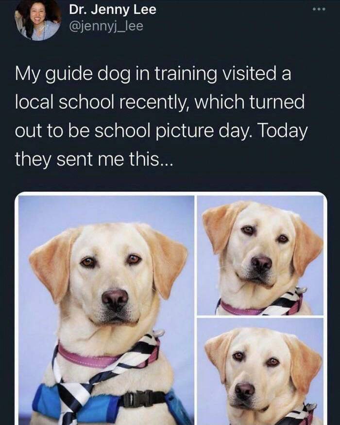 dog school picture day - o.. Dr. Jenny Lee My guide dog in training visited a local school recently, which turned out to be school picture day. Today they sent me this...