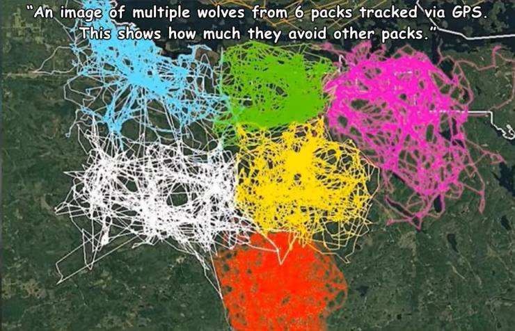 gps tracking wolf packs - "An image of multiple wolves from 6 packs tracked via Gps. This shows how much they avoid other packs.