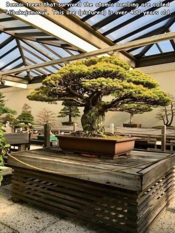 bonsai tree survived hiroshima - Bonsai trees that survived the atomic bombing are called "Hibakujumoku". This one pictured is over 400 years old.