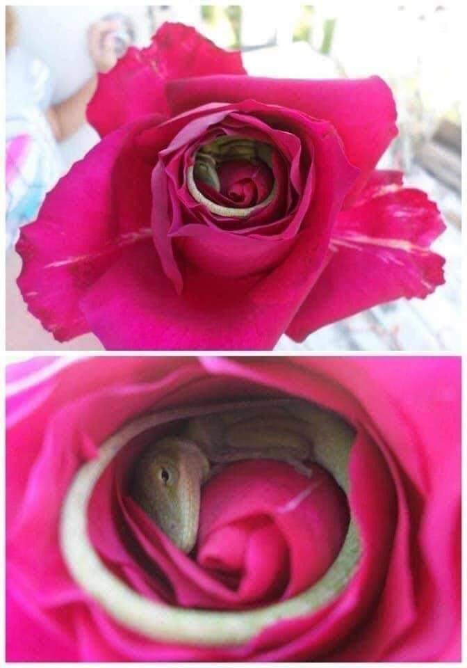 lizard sleeping in rose