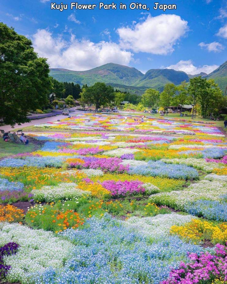 wildflower - Kuju Flower Park in Oita, Japan
