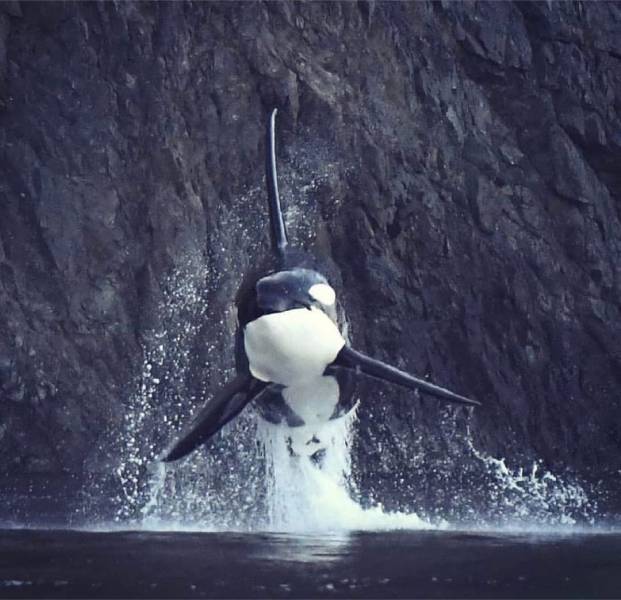 old orca