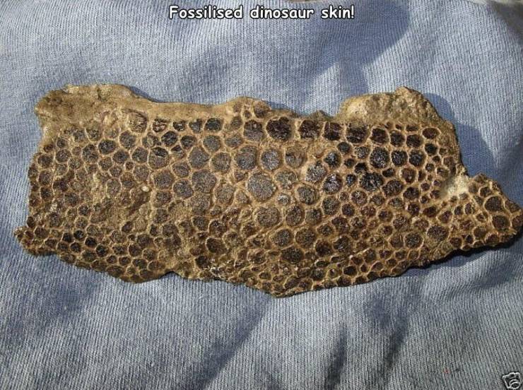 awesome random pics and photos - fossilized dinosaur skin - Fossilised dinosaur skin!