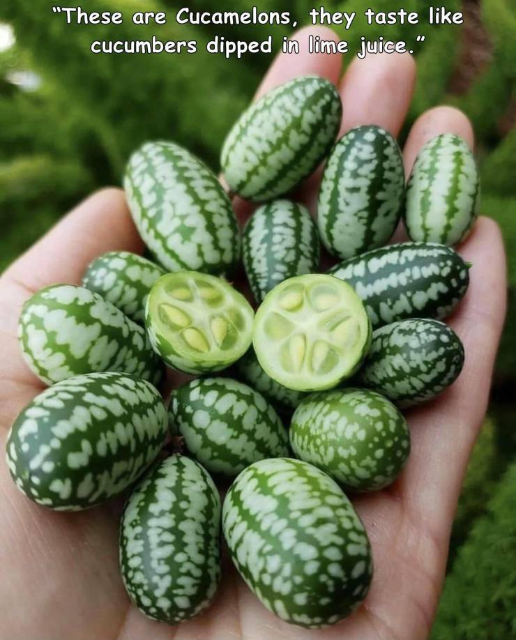 awesome random pics and photos - does a cucamelon taste like - "These are Cucamelons, they taste cucumbers dipped in lime juice." Or Nik hores Mi