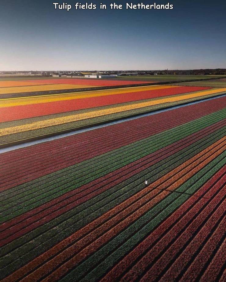 awesome random pics and photos - field - Tulip fields in the Netherlands Wwe