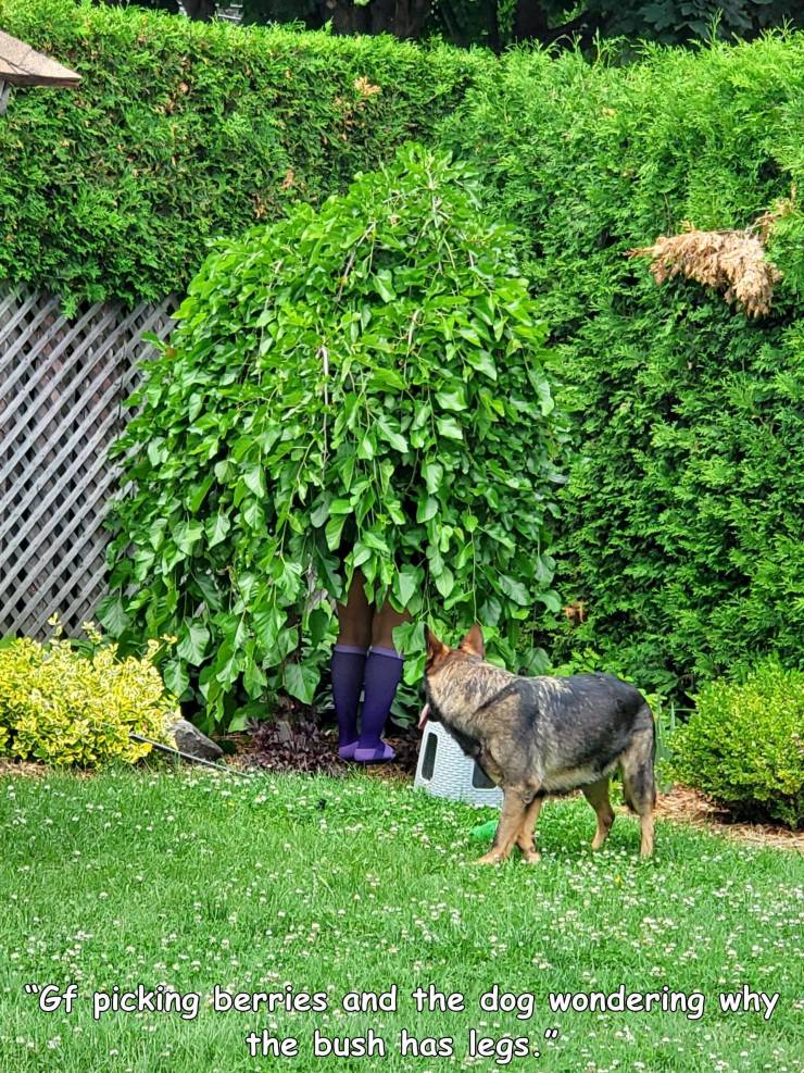 awesome random pics and photos - grass - "Gf picking berries and the dog wondering why the bush has legs.