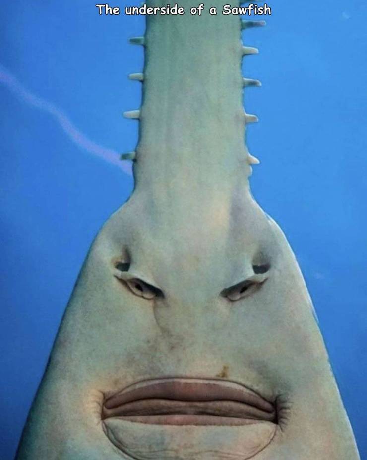 awesome random pics and photos - sawfish funny - The underside of a Sawfish