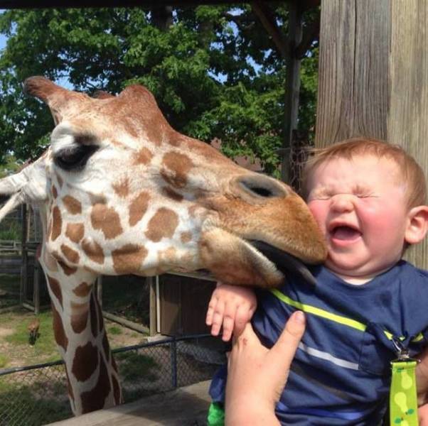 giraffe lick
