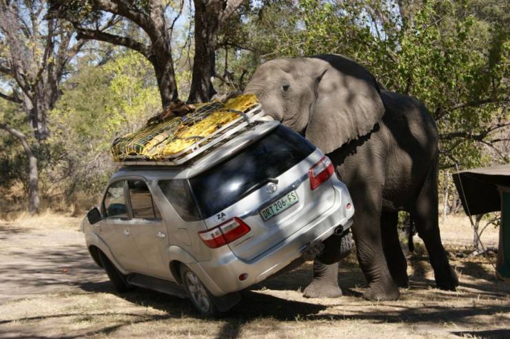 awesome pics to enjoy - elephant lift car - Drt 206 Fs