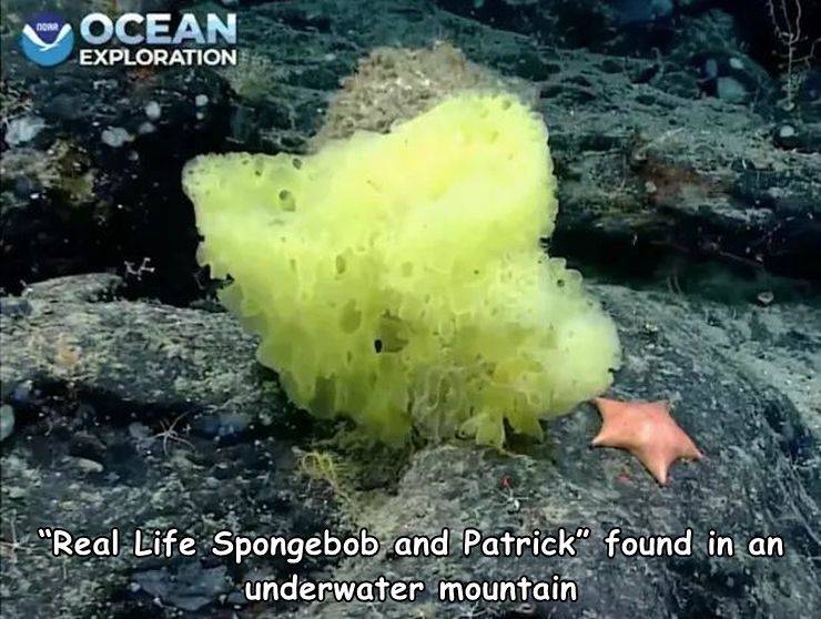 awesome pics to enjoy - Patrick Star - Ocean Exploration "Real Life Spongebob and Patrick found in an underwater mountain