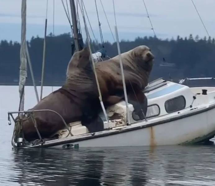 awesome pics to enjoy - sea lions on a boat