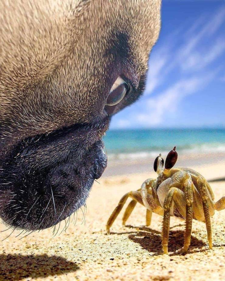 awesome pics to enjoy - Crustacean