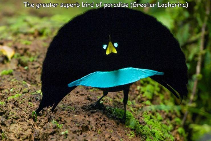 bird of paradise bird - The greater superb bird of paradise Greater Lophorina