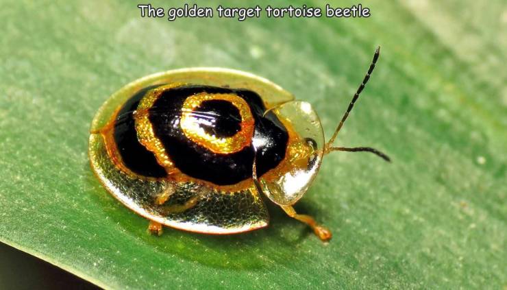 The golden target tortoise beetle