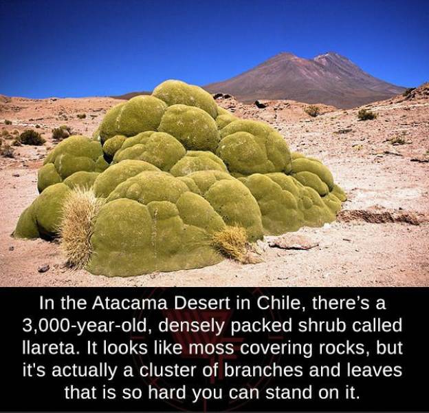 azorella compacta - In the Atacama Desert in Chile, there's a 3,000yearold, densely packed shrub called llareta. It looks moss covering rocks, but it's actually a cluster of branches and leaves that is so hard you can stand on it.