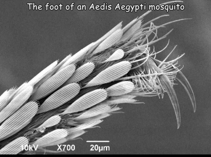 foot of mosquito microscope