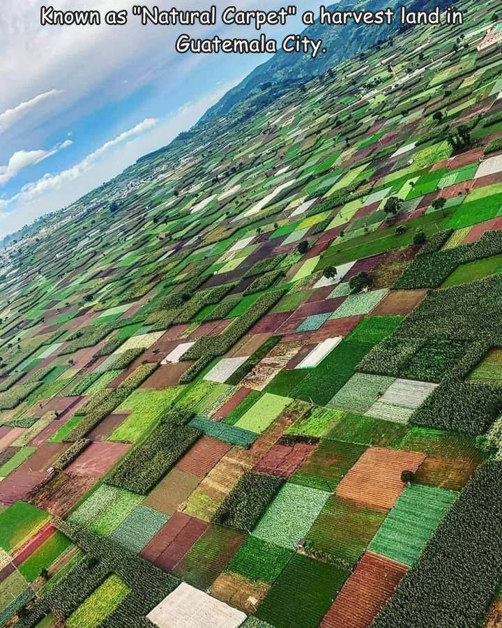 Known as "Natural Carpet" a harvest land in Guatemala City.