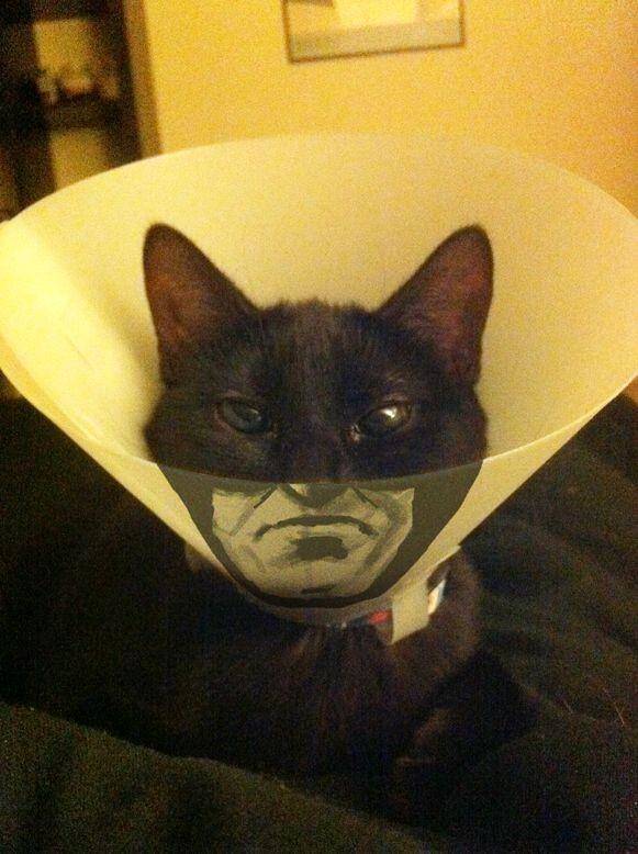 cone of shame cat - 5