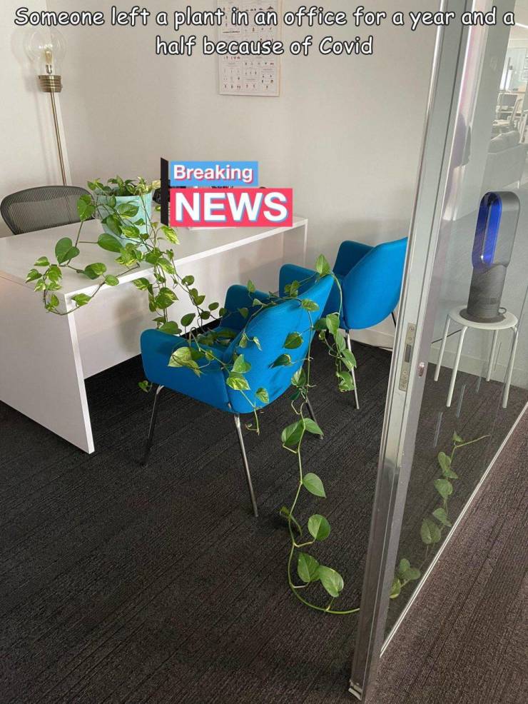 floor - Someone left a plant in an office for a year and a half because of Covid Breaking News