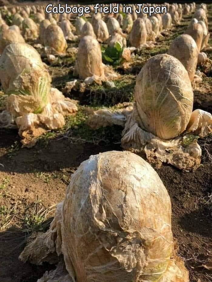 cabbage field - Cabbage field in Japan