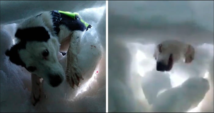 rescue dog in snow