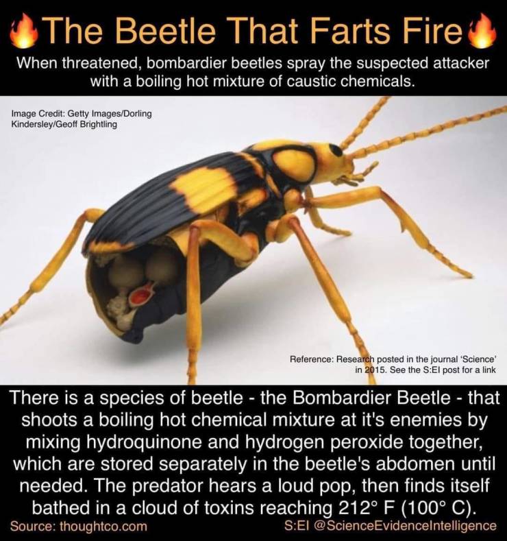 funny cool and random pics - hornet - The Beetle That Farts Fire When threatened, bombardier beetles spray the suspected attacker with a boiling hot mixture of caustic chemicals. Image Credit Getty ImagesDorling KindersleyGeoff Brightling Reference Resear