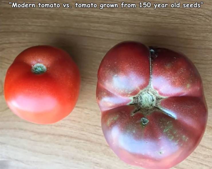 tomato 150 years ago - "Modern tomato vs. tomato grown from 150 year old seeds"