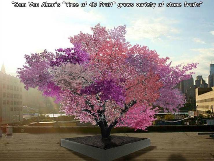 tree of 40 fruits - "Sam Van Akens "Tree of 40 Fruito grows variety of stone fruits