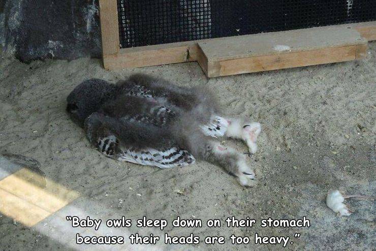 baby owls - "Baby owls sleep down on their stomach because their heads are too heavy."