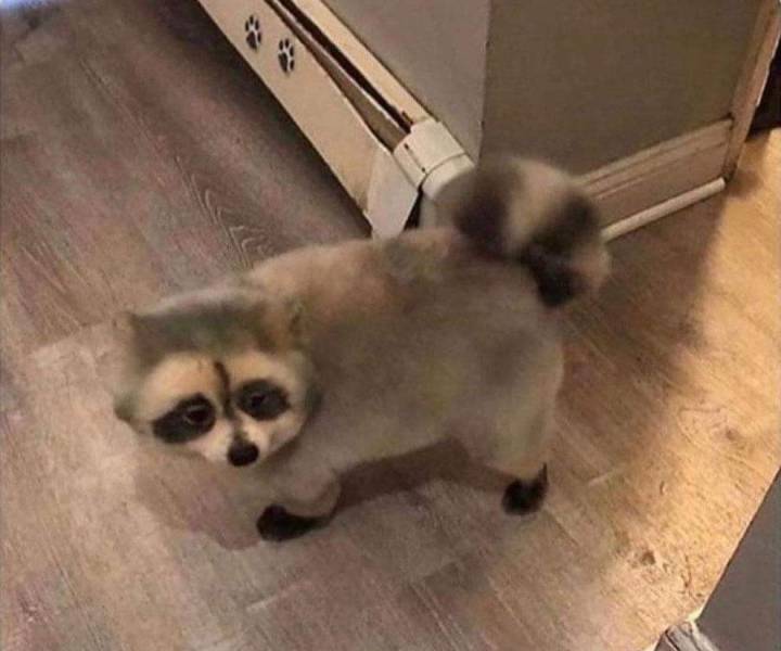 mom said i couldn t have a raccoon